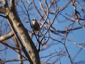 2023年12月17日(日) 横浜自然観察の森の野鳥観察記録