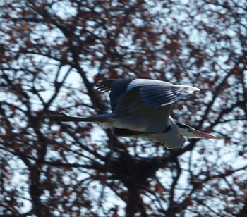 Grey Heron Watarase Yusuichi (Wetland) Thu, 12/14/2023