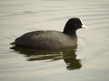 オオバン 大沼親水公園 2023年12月19日(火)