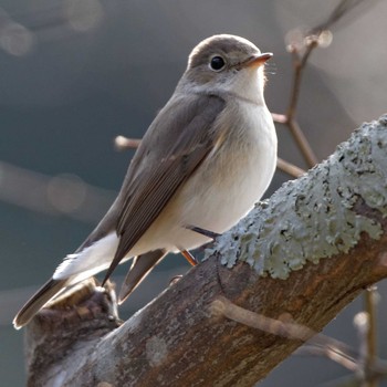 Red-breasted Flycatcher 岐阜公園 Wed, 1/4/2017