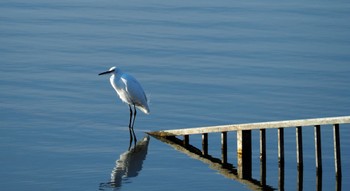 Little Egret Watarase Yusuichi (Wetland) Thu, 12/14/2023