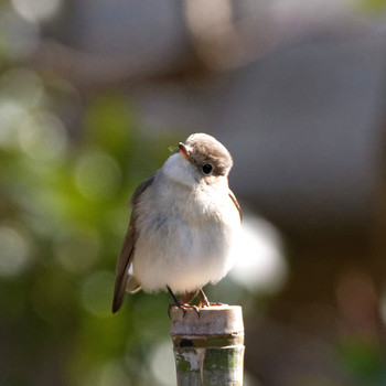 Red-breasted Flycatcher 岐阜公園 Wed, 1/4/2017