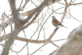 Dusky Thrush 北海道　七飯町 Tue, 12/19/2023