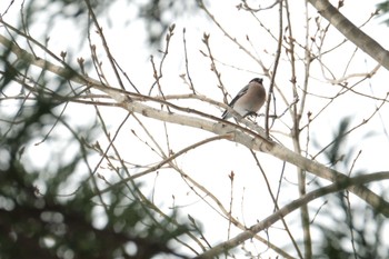 Eurasian Bullfinch 北海道　七飯町 Tue, 12/19/2023