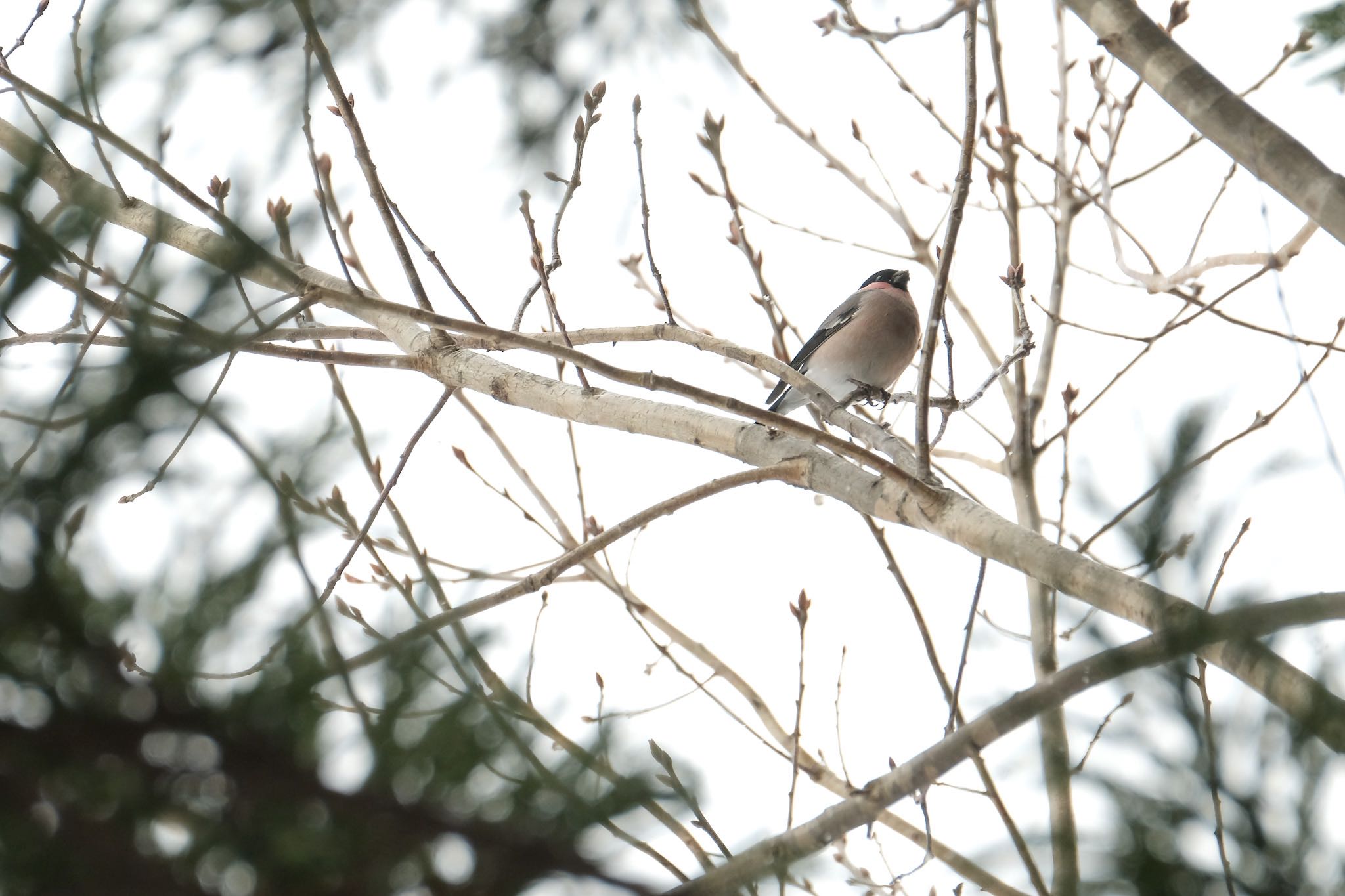 Photo of Eurasian Bullfinch at 北海道　七飯町 by aka13554