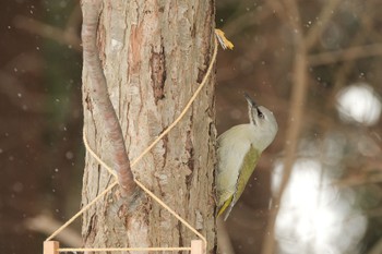 Tue, 12/19/2023 Birding report at 北海道　七飯町