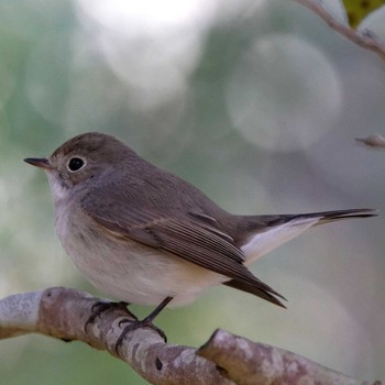 Red-breasted Flycatcher 岐阜公園 Wed, 1/4/2017