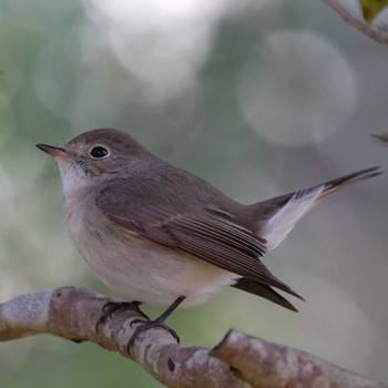 Red-breasted Flycatcher 岐阜公園 Wed, 1/4/2017