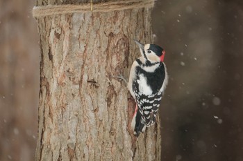 Great Spotted Woodpecker 北海道　七飯町 Tue, 12/19/2023