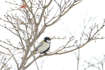 Japanese Tit 北海道　七飯町 Tue, 12/19/2023