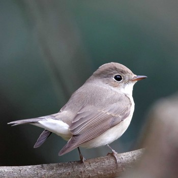 Red-breasted Flycatcher 岐阜公園 Wed, 1/4/2017