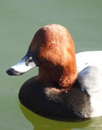 Common Pochard 小幡緑地 Tue, 12/19/2023