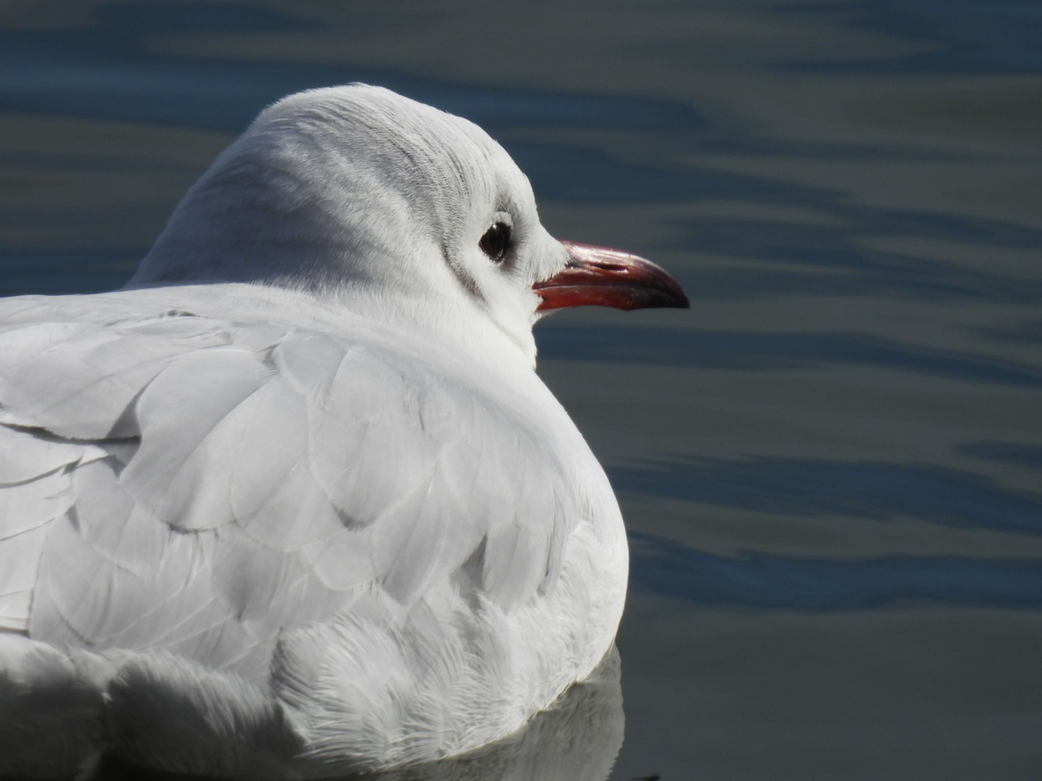 Photo of Black-headed Gull at 小幡緑地 by ちか