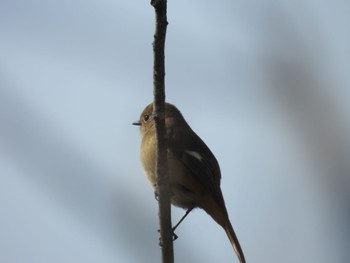 Daurian Redstart 小幡緑地 Tue, 12/19/2023