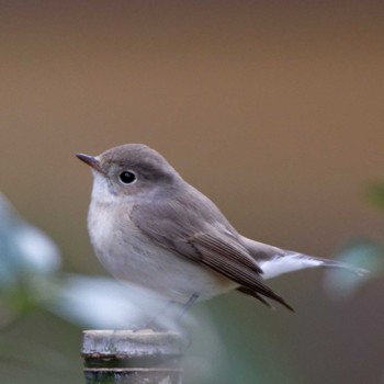 Red-breasted Flycatcher 岐阜公園 Wed, 1/4/2017