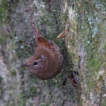 Eurasian Wren 岐阜公園 Wed, 1/4/2017