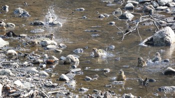 カワラヒワ 奈良公園 2023年11月15日(水)