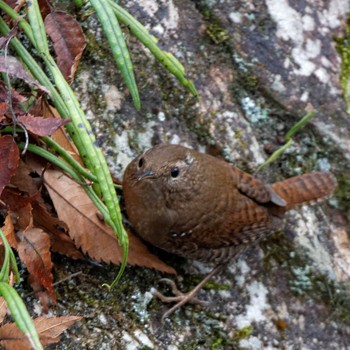 Eurasian Wren 岐阜公園 Wed, 1/4/2017