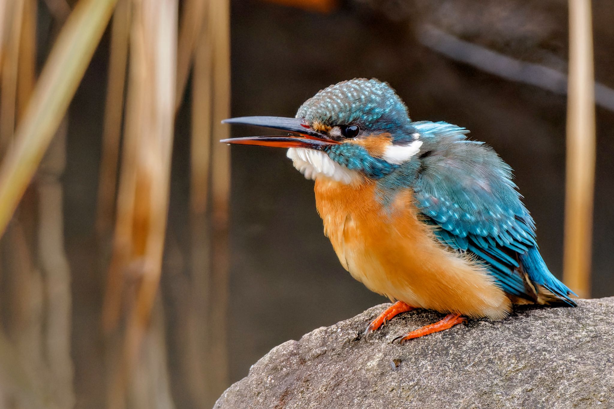 Common Kingfisher