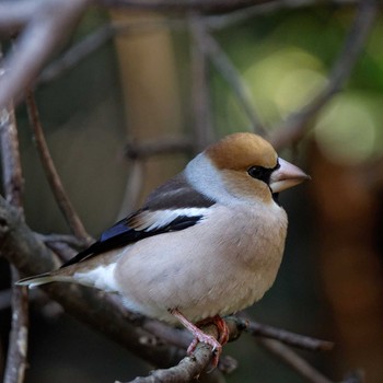 Hawfinch 岐阜公園 Sat, 1/21/2017