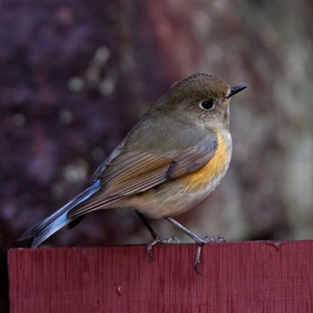 Red-flanked Bluetail 岐阜公園 Sat, 1/21/2017