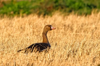 Greater White-fronted Goose 神奈川県 Sun, 12/17/2023