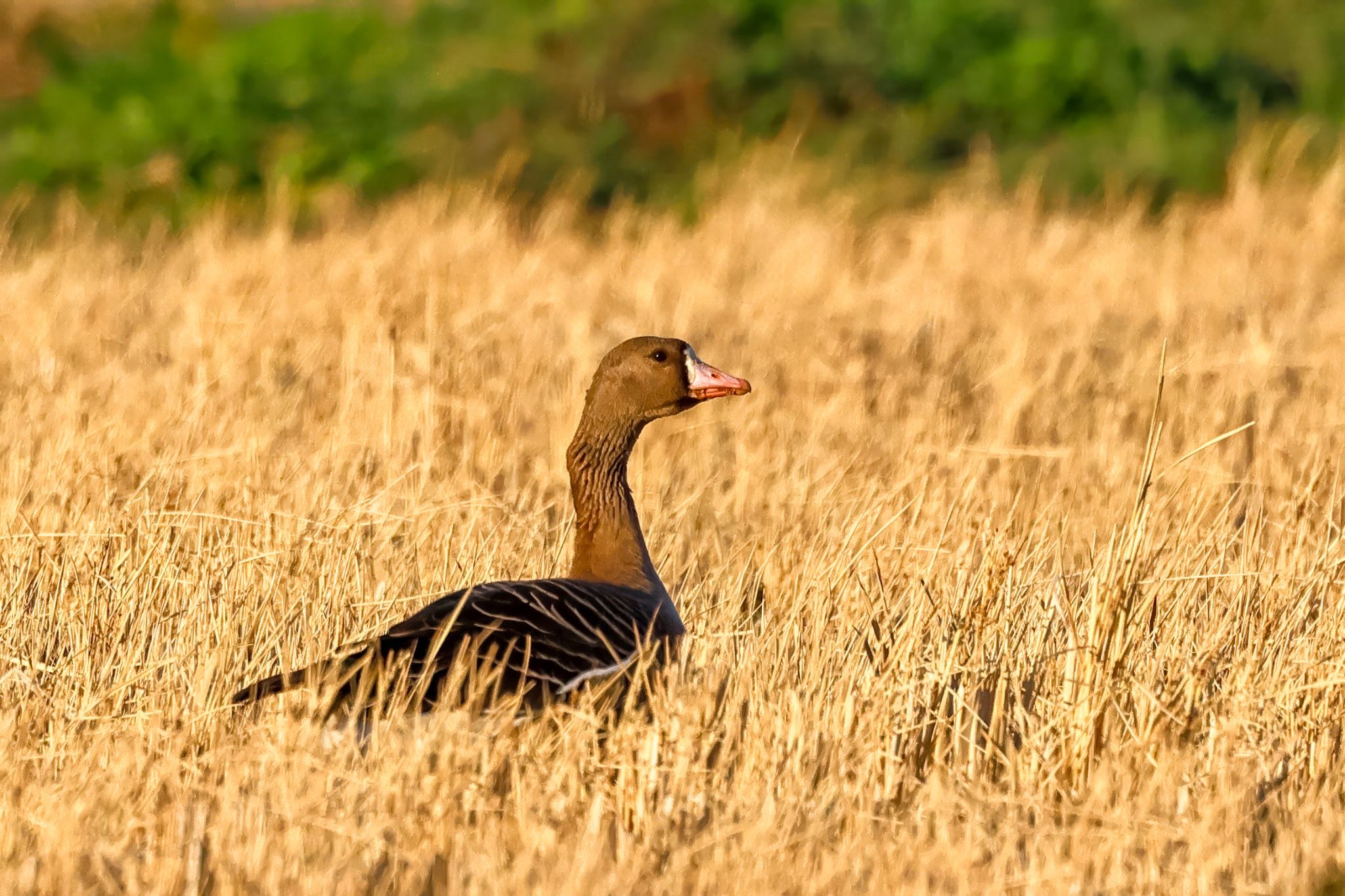 Photo of Greater White-fronted Goose at 神奈川県 by amachan