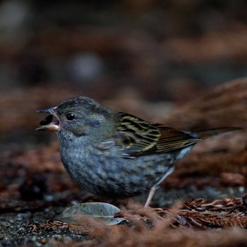 Grey Bunting 岐阜公園 Sat, 1/21/2017