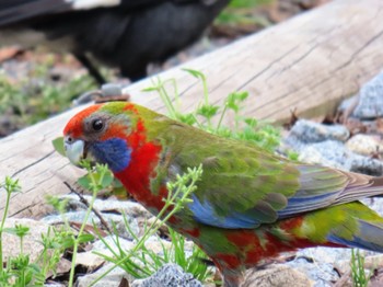 アカクサインコ Thredbo, NSW, Australia 2023年12月7日(木)