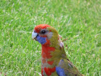 アカクサインコ Thredbo, NSW, Australia 2023年12月7日(木)