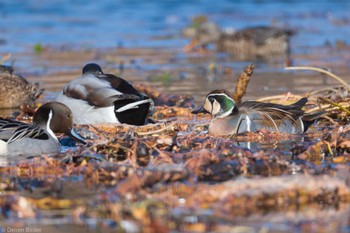 2023年12月17日(日) 見沼自然公園の野鳥観察記録