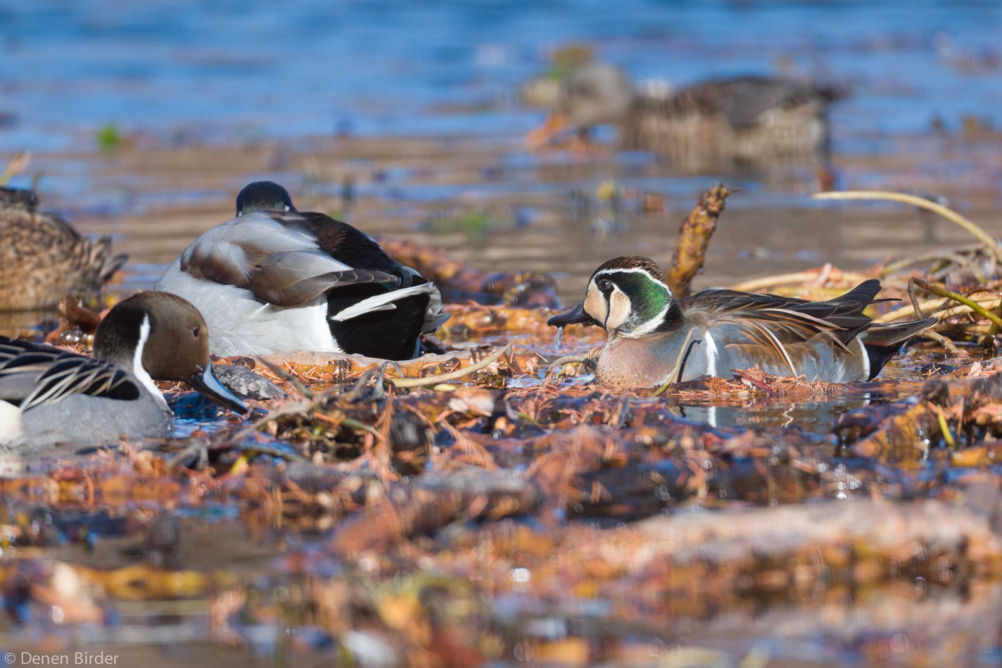 見沼自然公園 トモエガモの写真 by 田園Birder