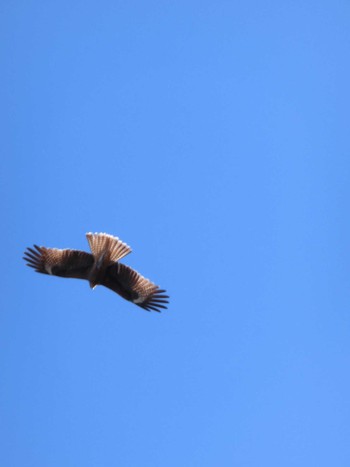 2023年12月17日(日) 多摩川の野鳥観察記録