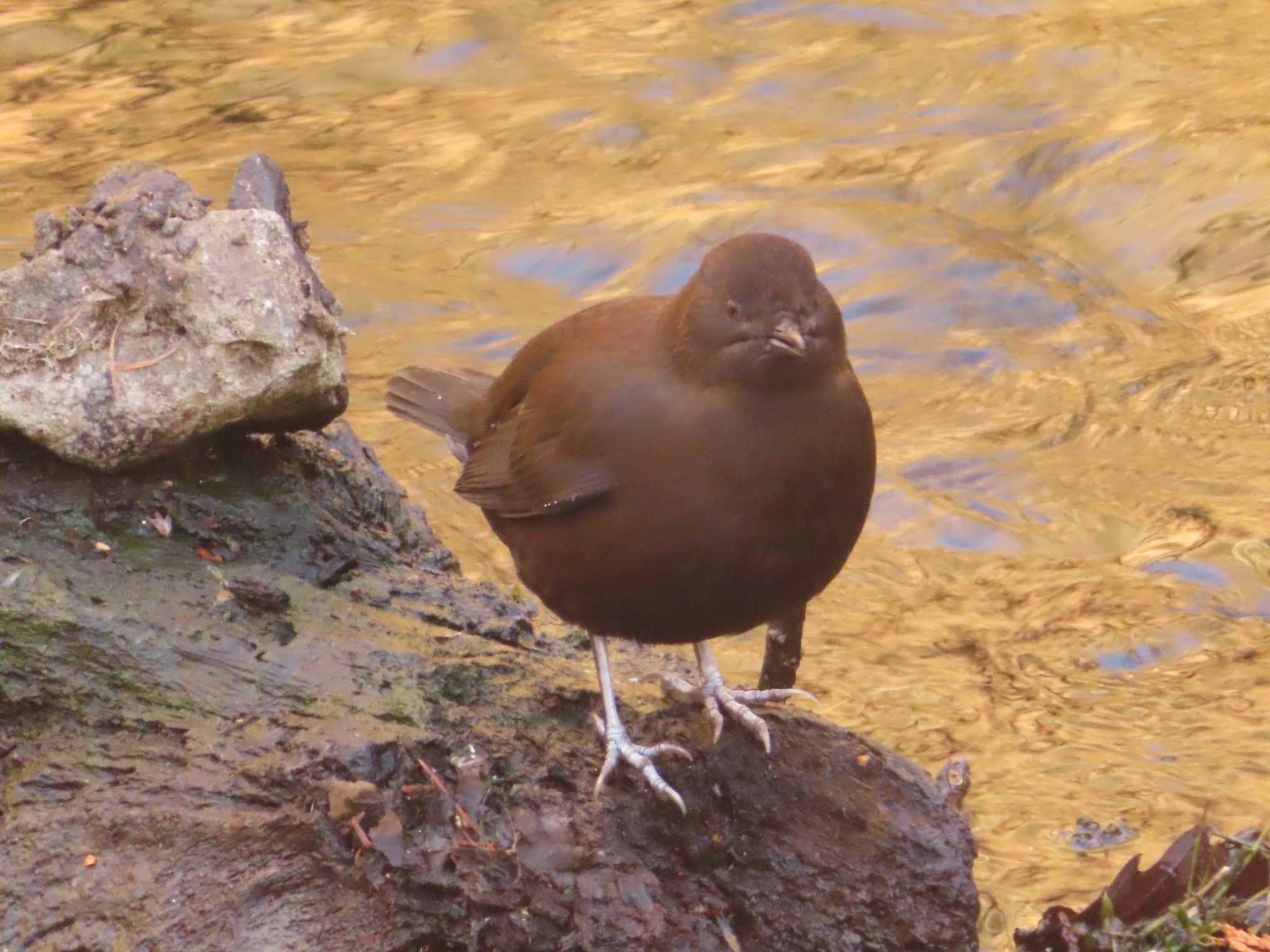 カワガラス