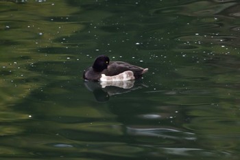 キンクロハジロ 長浜公園 2023年12月20日(水)