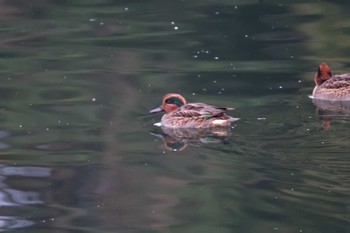 コガモ 長浜公園 2023年12月20日(水)