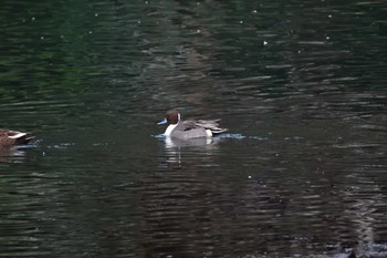 オナガガモ 長浜公園 2023年12月20日(水)