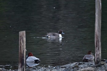 Northern Pintail Nagahama Park Wed, 12/20/2023