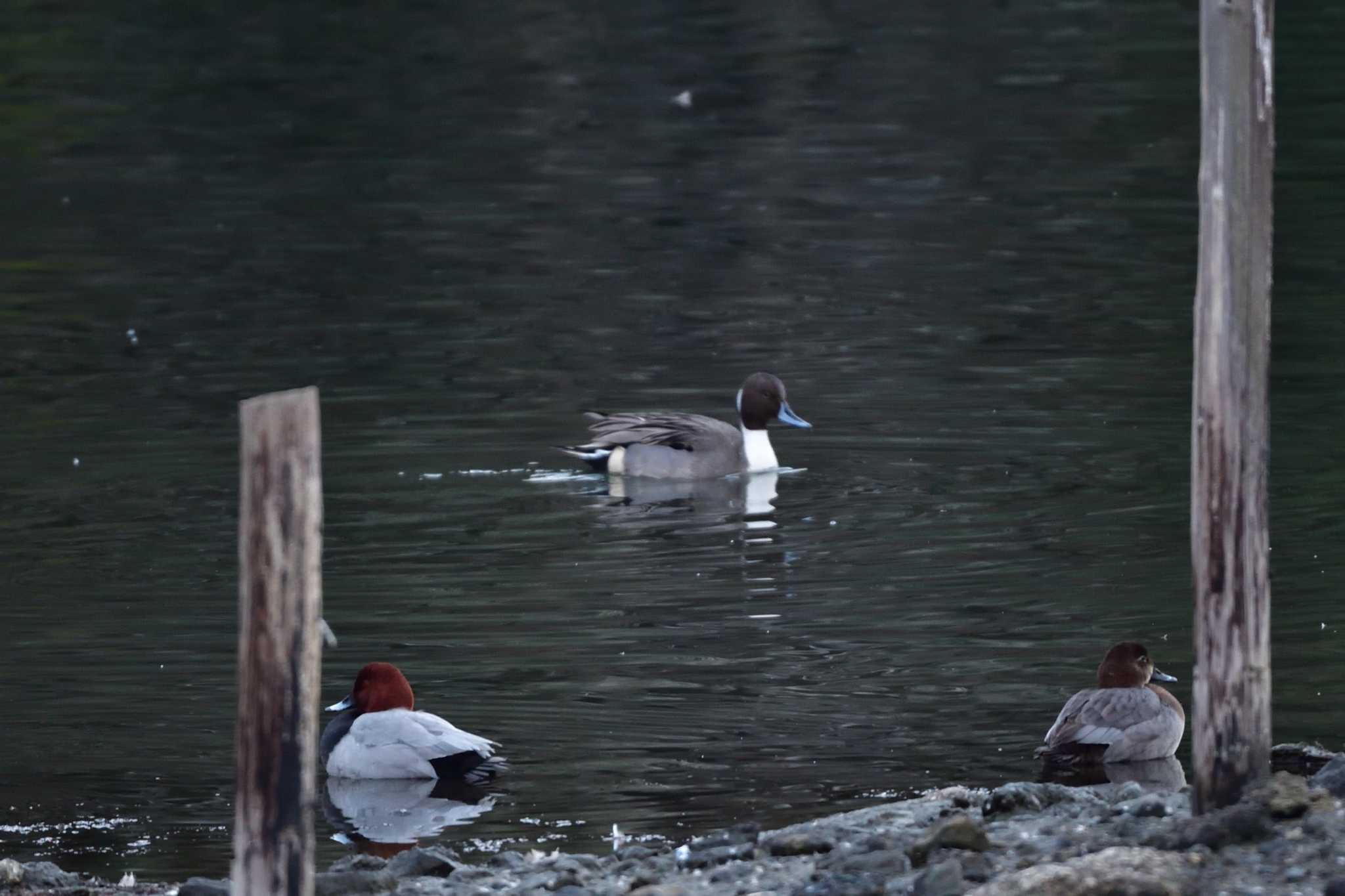 Photo of Northern Pintail at Nagahama Park by やなさん