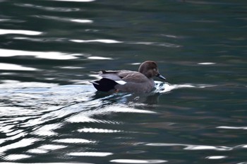 オカヨシガモ 長浜公園 2023年12月20日(水)