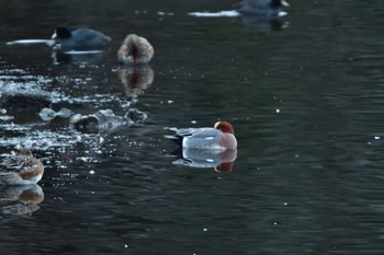 Eurasian Wigeon Nagahama Park Wed, 12/20/2023