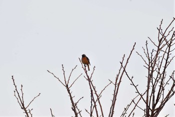 Daurian Redstart Nagahama Park Wed, 12/20/2023