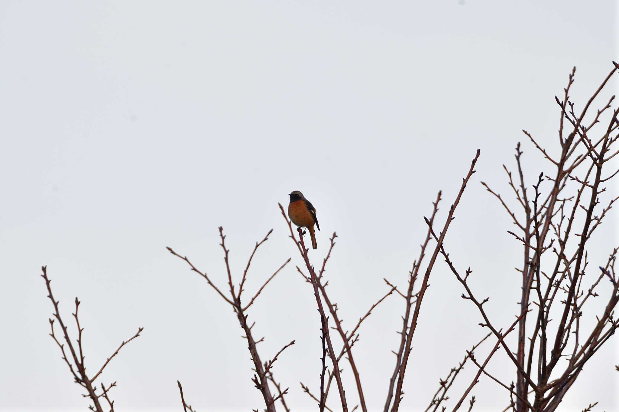 Photo of Daurian Redstart at Nagahama Park by やなさん