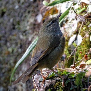 Japanese Bush Warbler 岐阜公園 Sat, 1/21/2017