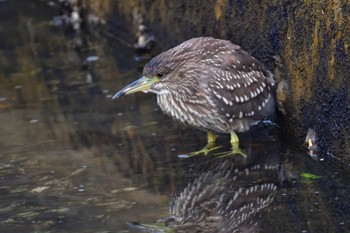 ゴイサギ 長浜公園 2023年12月20日(水)