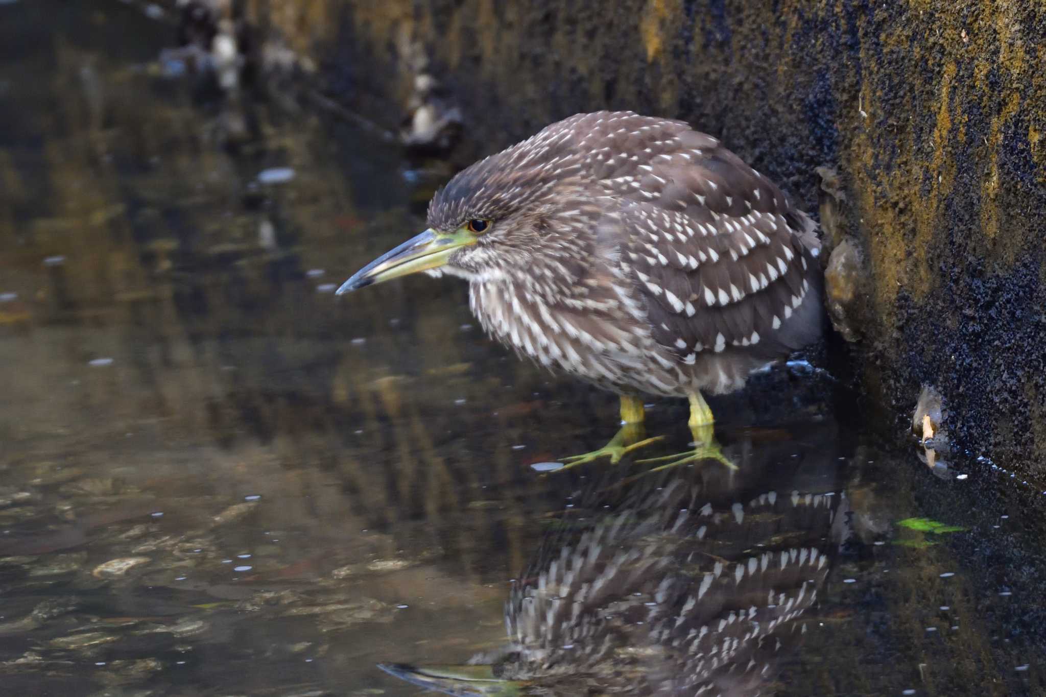 Photo of Black-crowned Night Heron at Nagahama Park by やなさん