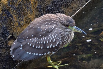 ゴイサギ 長浜公園 2023年12月20日(水)