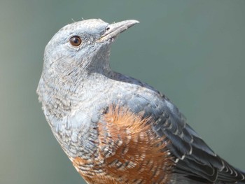 2023年8月5日(土) 布目ダムの野鳥観察記録