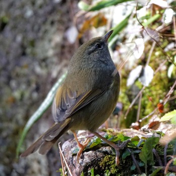 Japanese Bush Warbler 岐阜公園 Sat, 1/21/2017