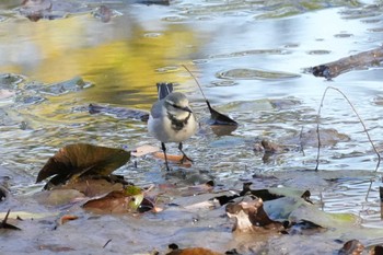 Wagtail Akigase Park Sun, 12/3/2023